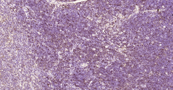 CD90/Thy-1 Rabbit Polyclonal Antibody