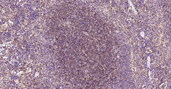 CD90/Thy-1 Rabbit Polyclonal Antibody