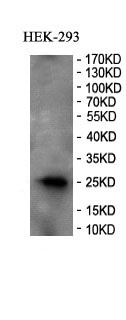 C1QL3 Rabbit Polyclonal Antibody