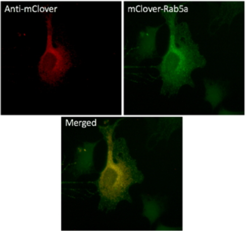 mClover Antibody