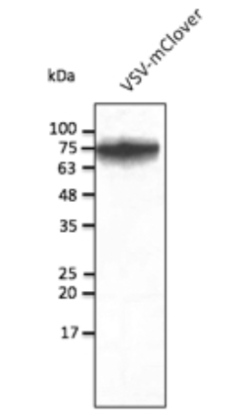 mClover Antibody
