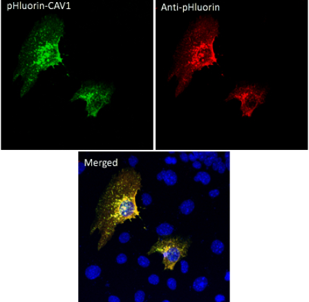 pHluorin Antibody