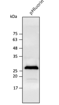 pHluorin Antibody