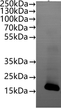 Human CLDN6-VLPs Protein