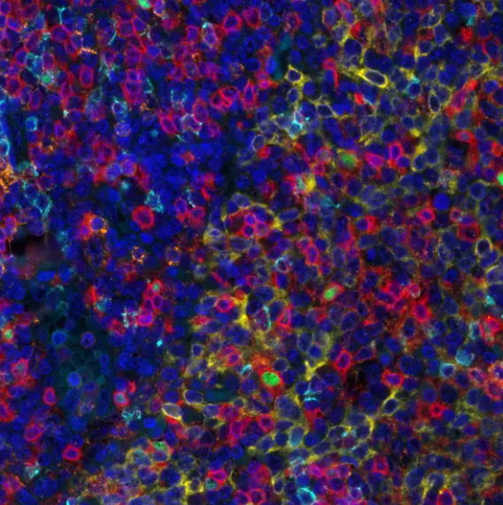 T Cell Maturation and Differentiation Antibody Panel