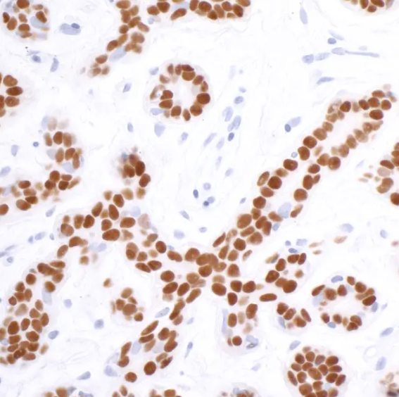 SOX10 Rabbit Recombinant Monoclonal Antibody