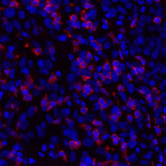 CD8 alpha Rabbit Recombinant Monoclonal Antibody