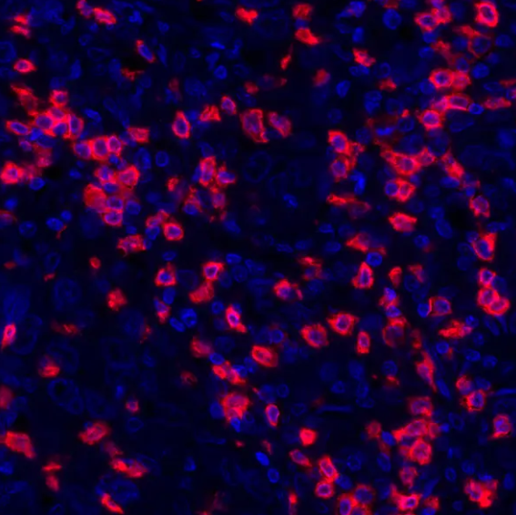 CD8 alpha Rabbit Recombinant Monoclonal Antibody