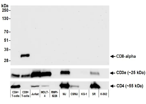 CD8 alpha Rabbit Recombinant Monoclonal Antibody