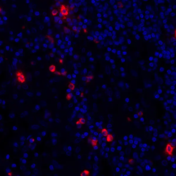Granzyme B Rabbit Recombinant Monoclonal Antibody