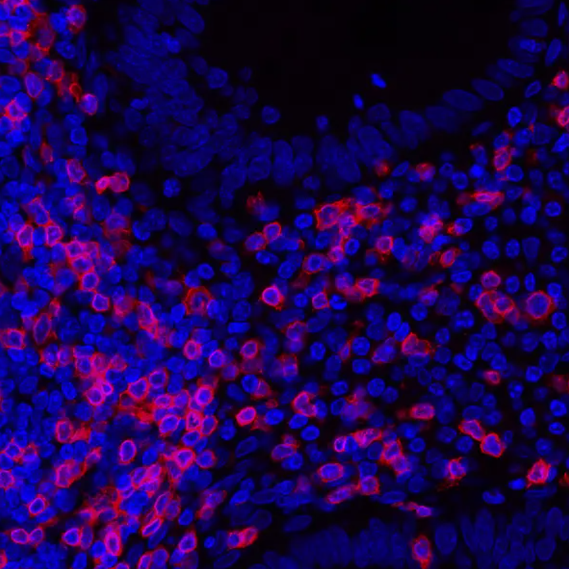 CD3E Rabbit Recombinant Monoclonal Antibody