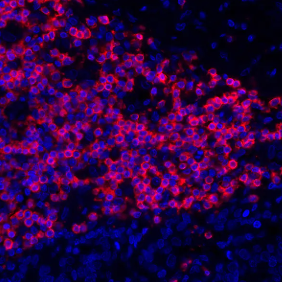 CD3E Rabbit Recombinant Monoclonal Antibody