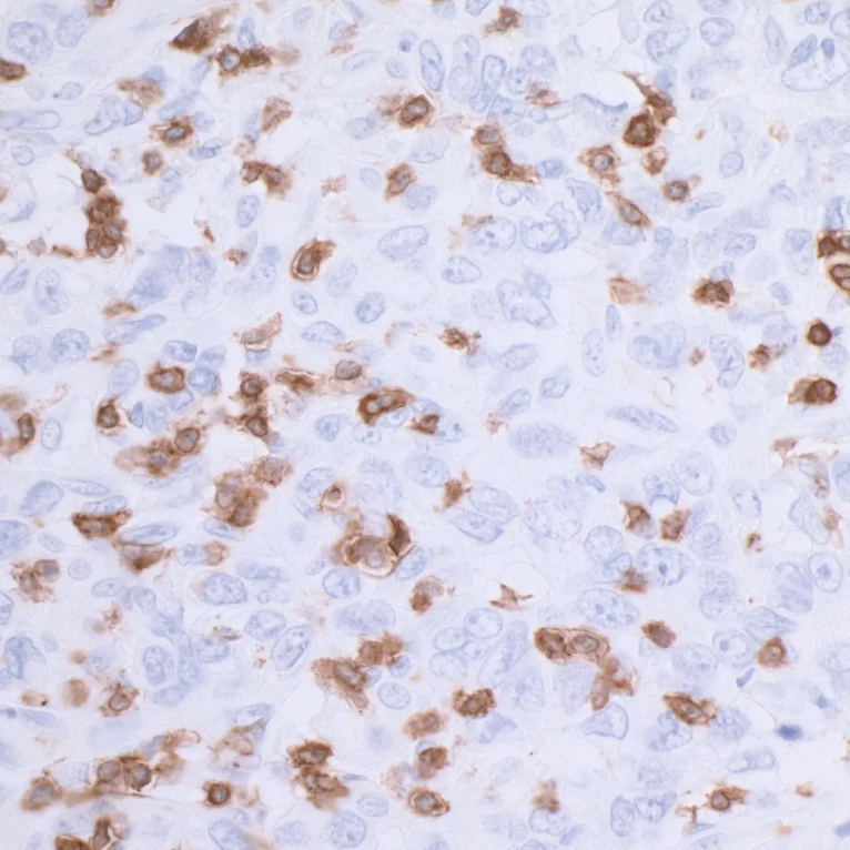 CD3E Rabbit Recombinant Monoclonal Antibody