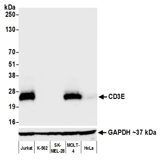 CD3E Rabbit Recombinant Monoclonal Antibody