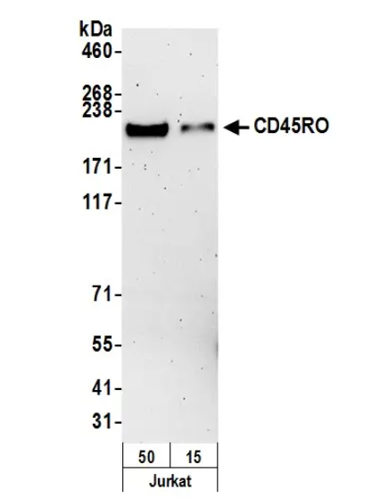 CD45RO Mouse Monoclonal Antibody