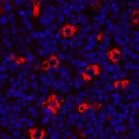 CD68 Mouse Recombinant Monoclonal Antibody