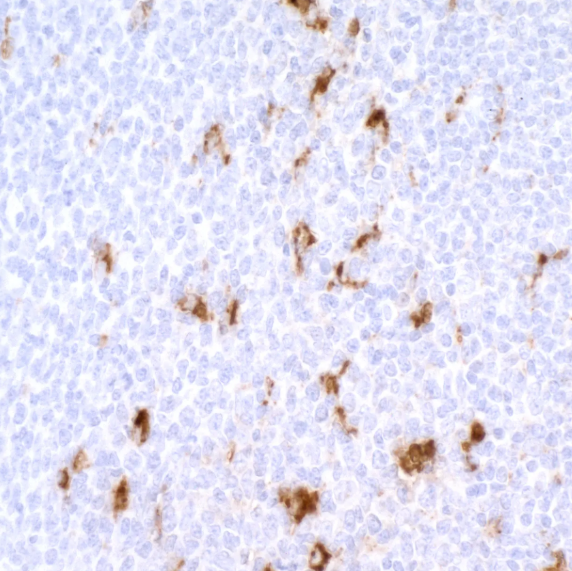 CD68 Mouse Recombinant Monoclonal Antibody