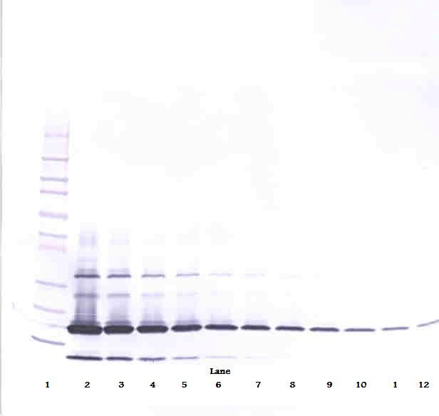 RETN/Resistin Antibody