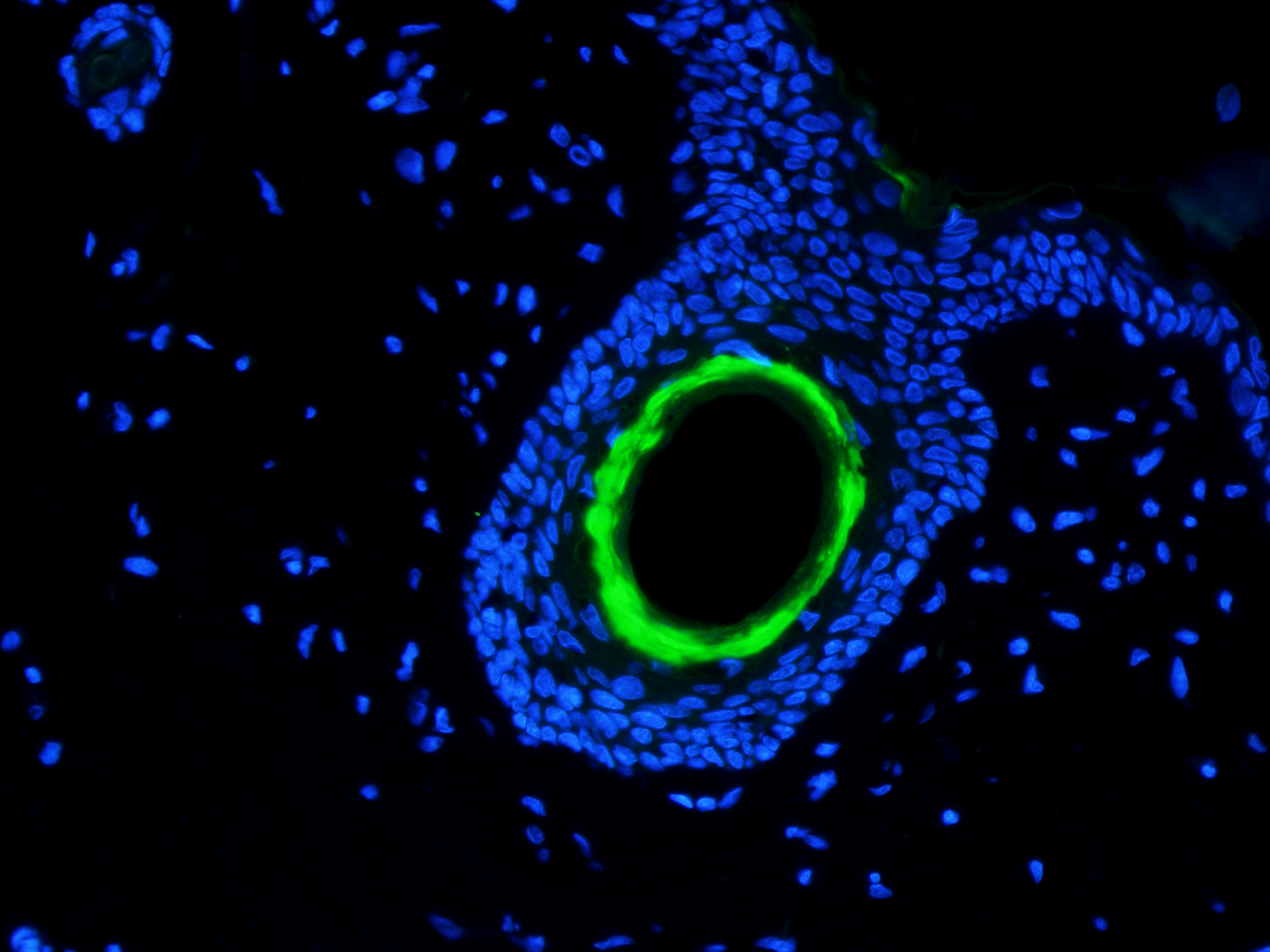 Collagen I Rabbit Polyclonal Antibody (FITC)