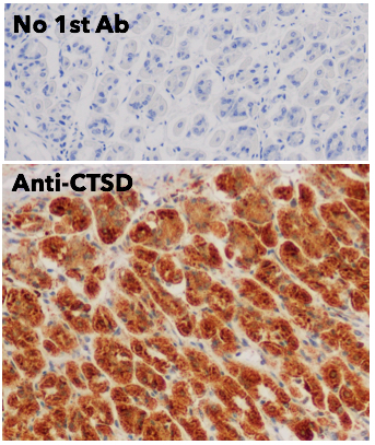 Cathepsin D Antibody