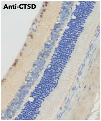 Cathepsin D Antibody