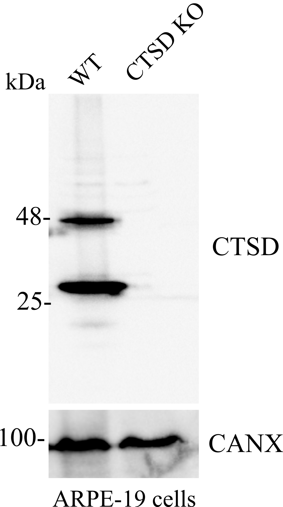 Cathepsin D Antibody