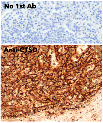 Cathepsin D Antibody