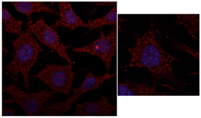 Cathepsin D Antibody