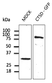 Cathepsin D Antibody