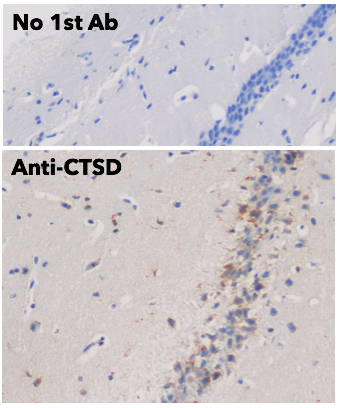 Cathepsin D Antibody