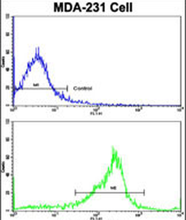 SERPINA9 Antibody (Center)