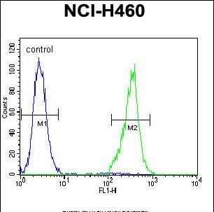 TRIM65 Antibody (Center)