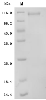 Recombinant Mouse Cadherin-6 (Cdh6), partial (Active)