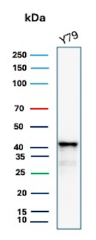 GLUL Antibody