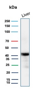 GLUL Antibody