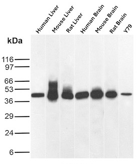 GLUL Antibody