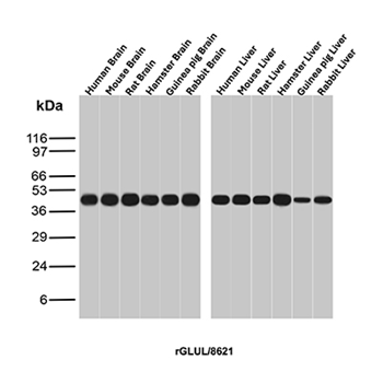 GLUL Antibody