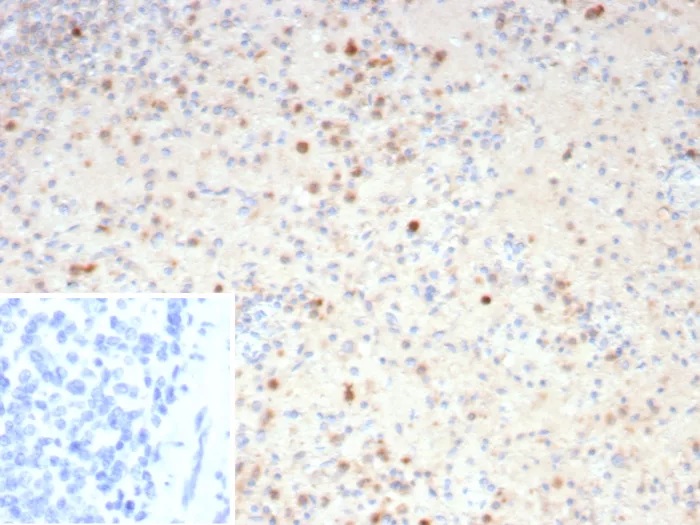 RETN Antibody