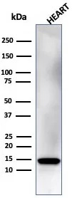 RETN Antibody