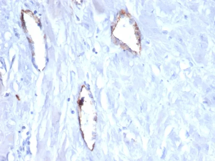 VWF Antibody