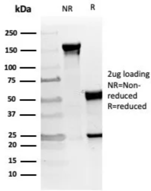 VWF Antibody