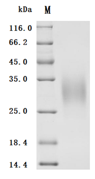 Human IL4 protein