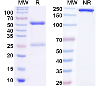 NTSR1 Mouse Monoclonal Antibody