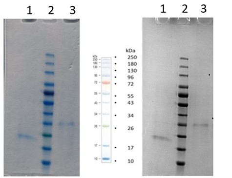 Bone Morphogenetic Protein 4, BMP4