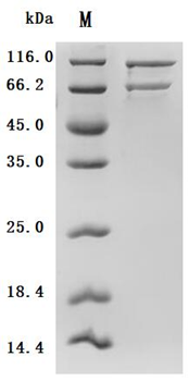 Recombinant Human Complement C5 (Active)