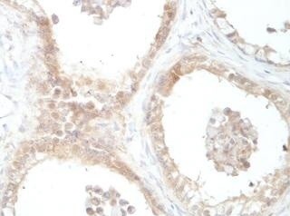 C4orf30 Rabbit Polyclonal Antibody