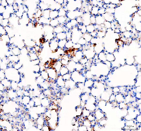 SLC34A2 Rabbit Polyclonal Antibody