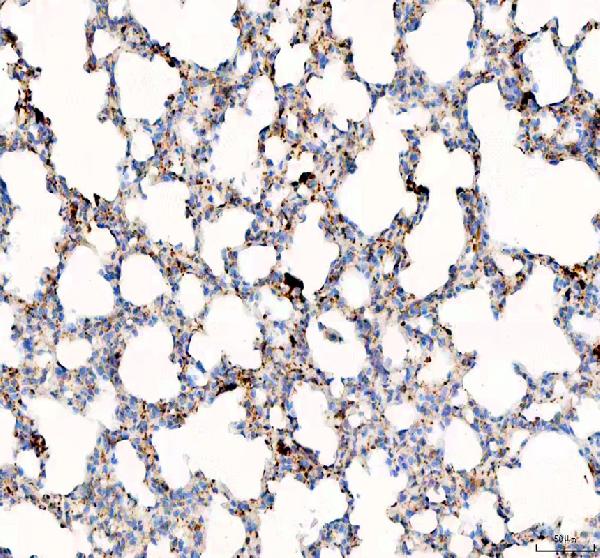 SLC34A2 Rabbit Polyclonal Antibody