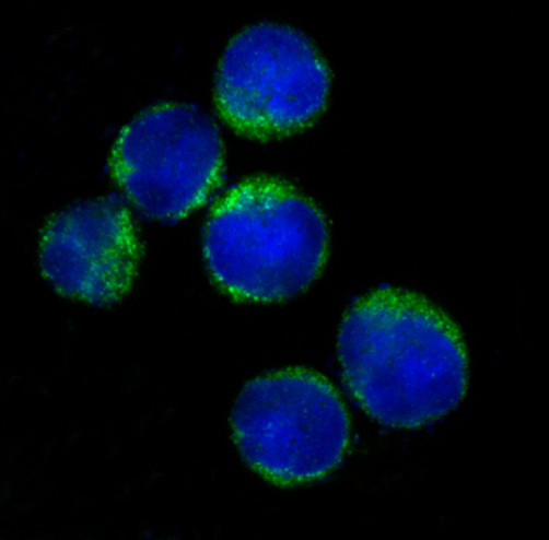 HLA-DRA/Hla Dr/DRA Rabbit Monoclonal Antibody