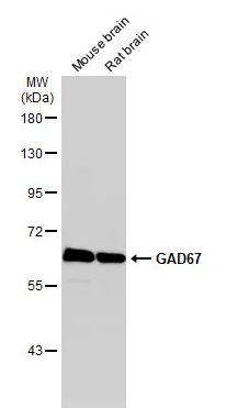 GAD67 Rabbit Polyclonal Antibody